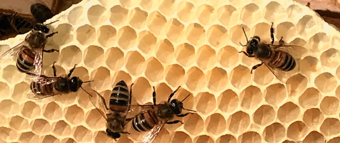 Bienen & Honig